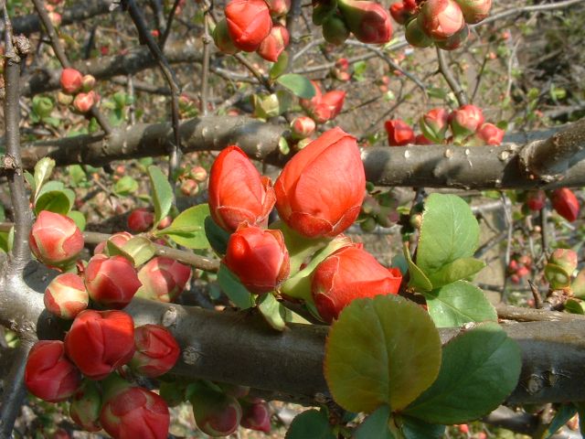 �؉Z�i�ڂ��j