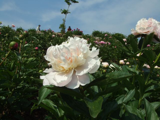 䉖�