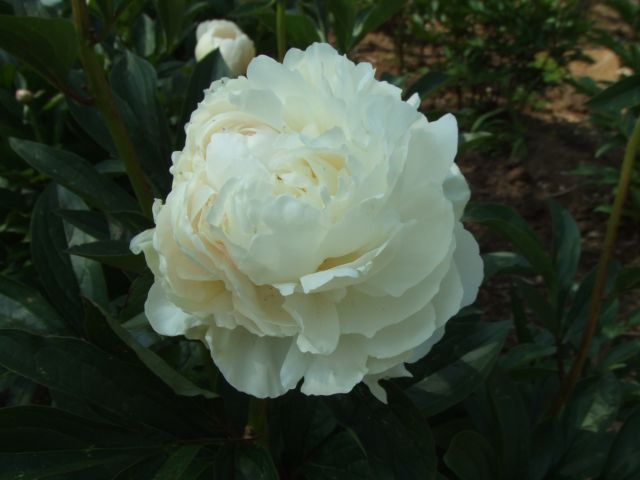 䉖�