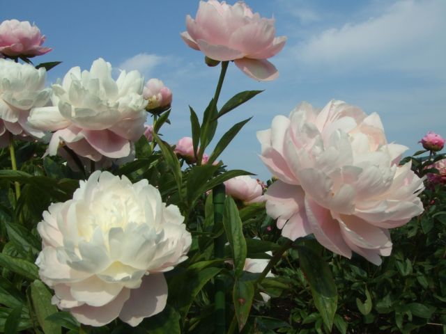 䉖�