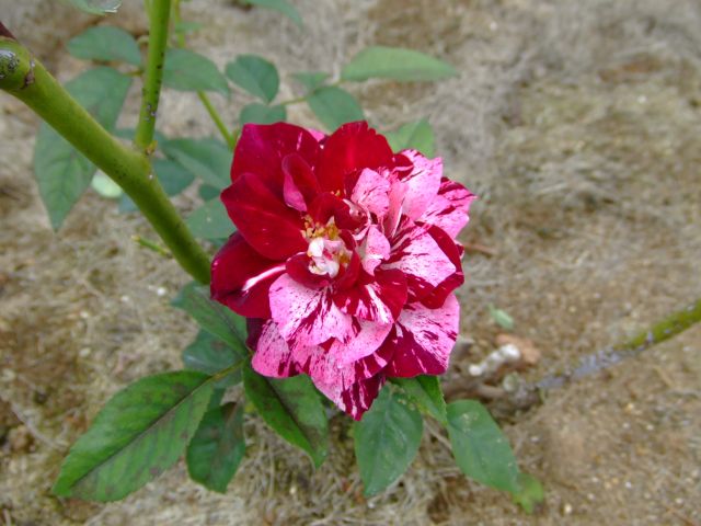 �o���i�K�N�j